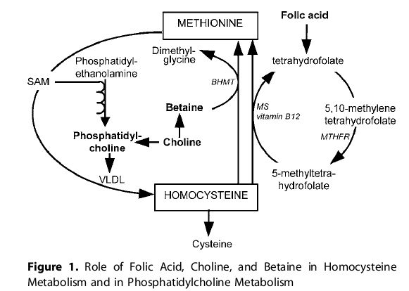 Homocysteine metabol.png